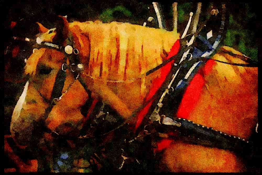 Horse 197032 Draft Horse A4 Limited Edition Watercolour Print