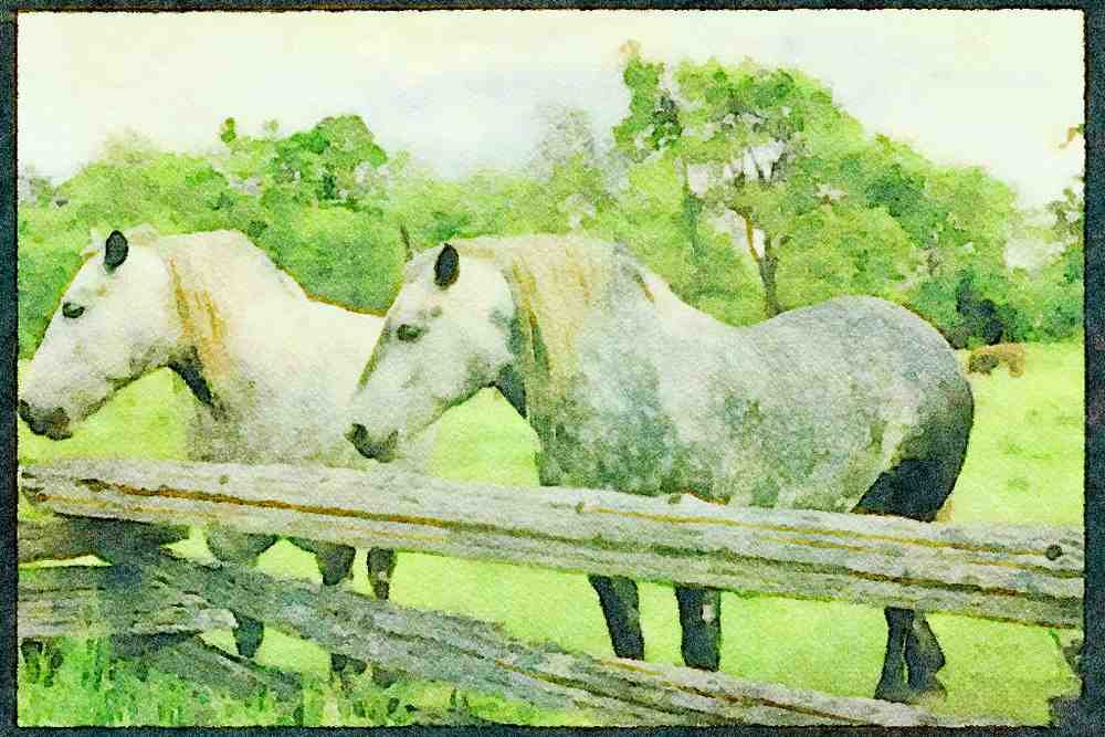 Horse 197033 Appaloosa A4 Limited Edition Watercolour Print