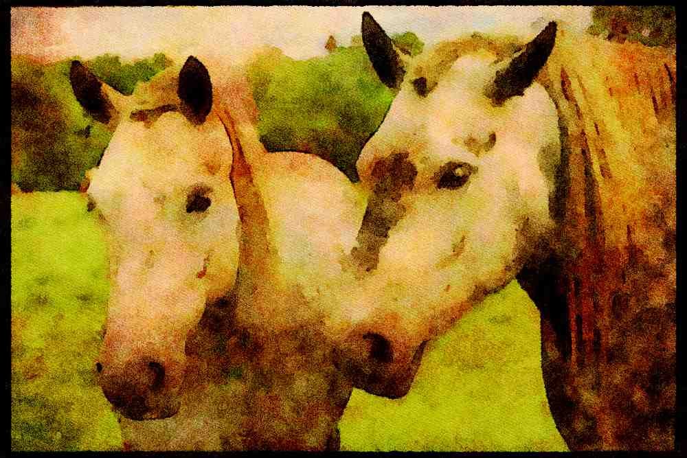 Horse 197034 Appaloosa A4 Limited Edition Watercolour Print