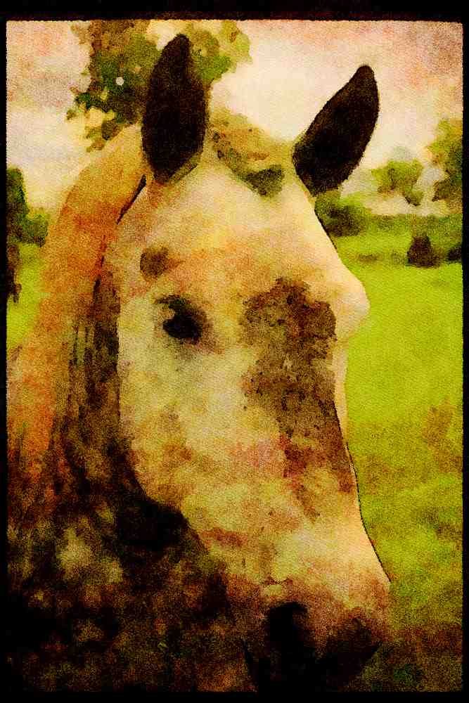 Horse 197035 Appaloosa A4 Limited Edition Watercolour Print