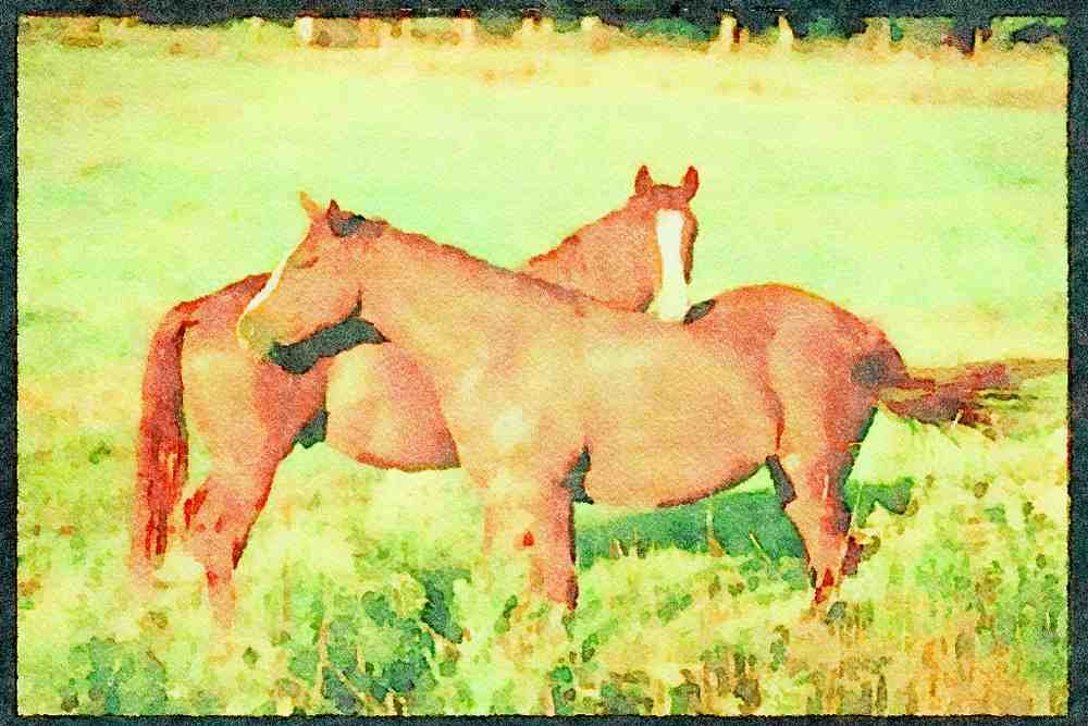 Horse 197036 American Saddlebreds A4 Limited Edition Watercolour Print