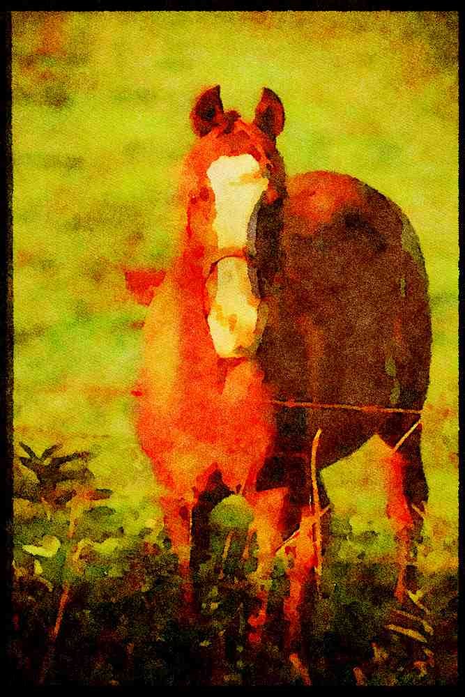 Horse 197037 American Saddlebred A4 Limited Edition Watercolour Print