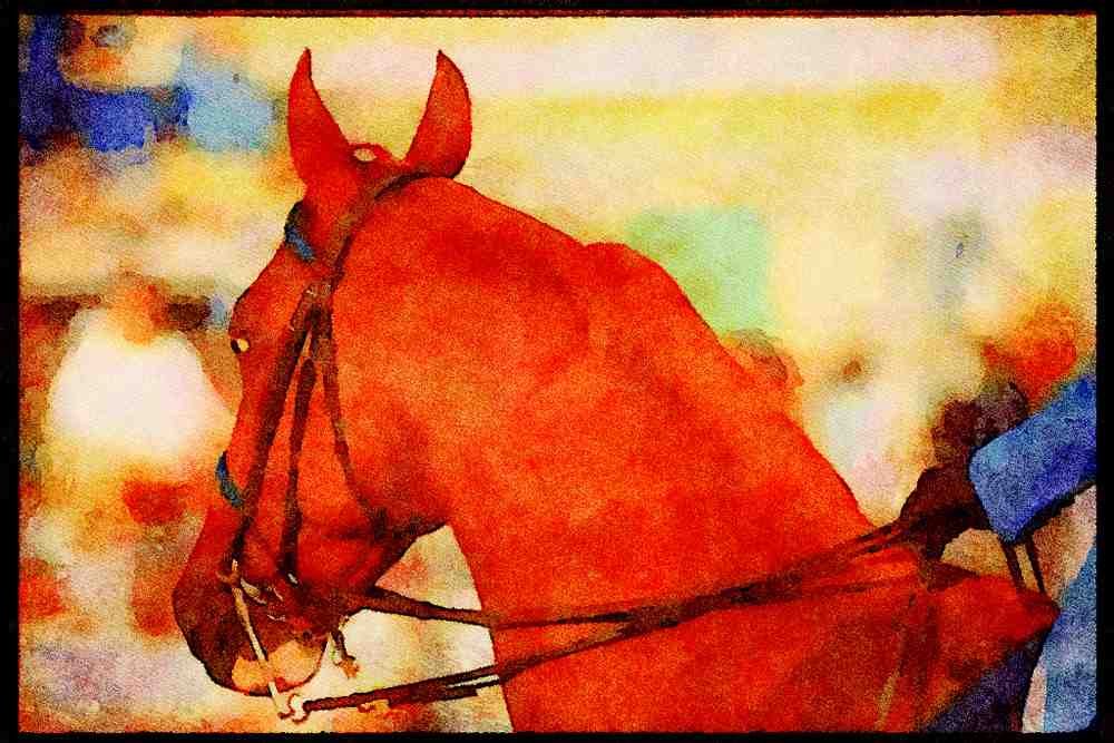 Horse 197038 Hackney A4 Limited Edition Watercolour Print