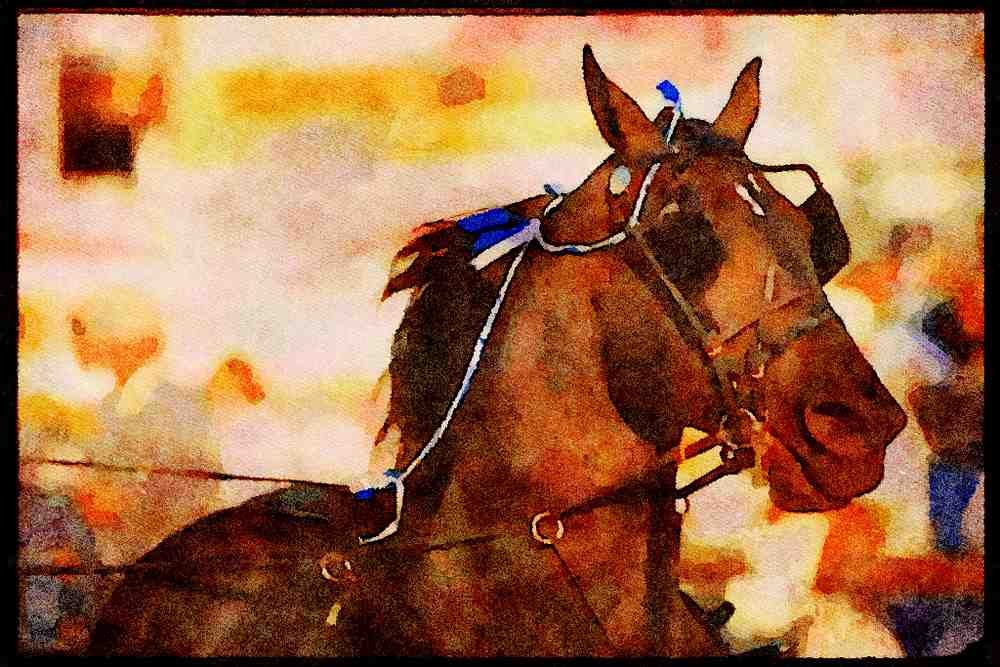 Horse 197039 Hackney A4 Limited Edition Watercolour Print