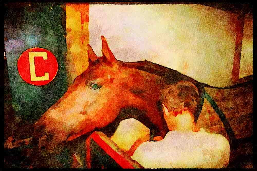 Horse 197041 American Saddlebred Being Brushed A4 Limited Edition Watercolour Print