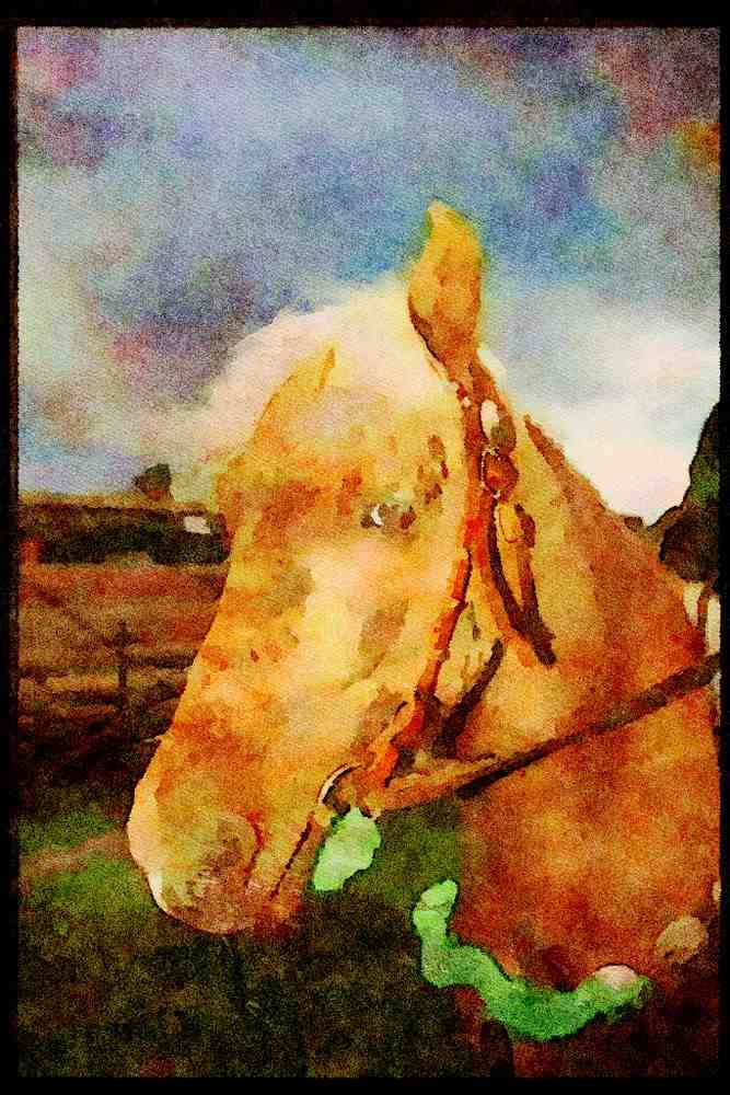Horse 197043 Shetland Pony A4 Limited Edition Watercolour Print