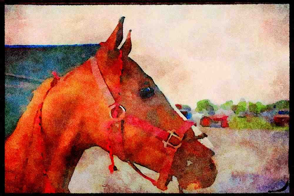 Horse 197045 American Saddlebred A4 Limited Edition Watercolour Print