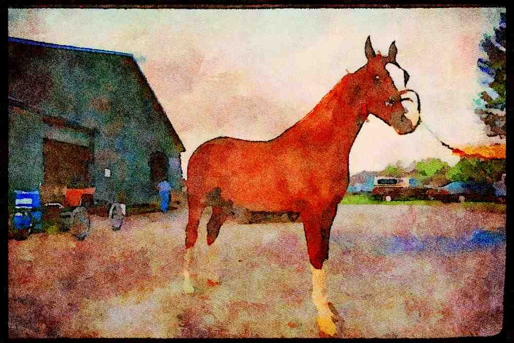 Horse 197046 American Saddlebred A4 Limited Edition Watercolour Print
