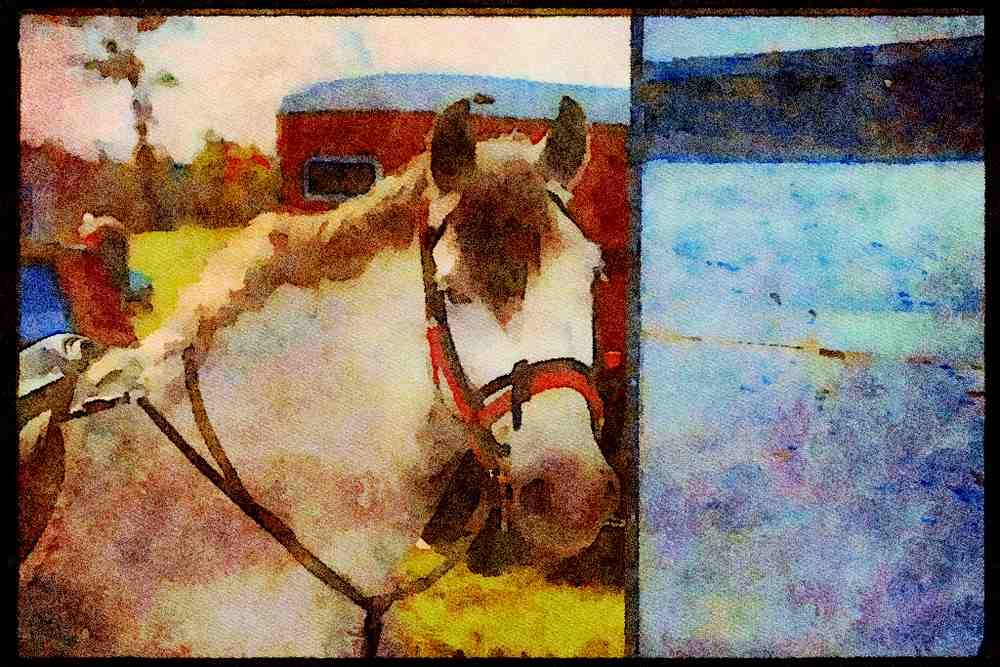 Horse 197055 Welsh Cob A4 Limited Edition Watercolour Print