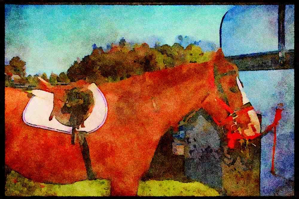 Horse 197056 Hunter (Thoroughbred cross) A4 Limited Edition Watercolour Print