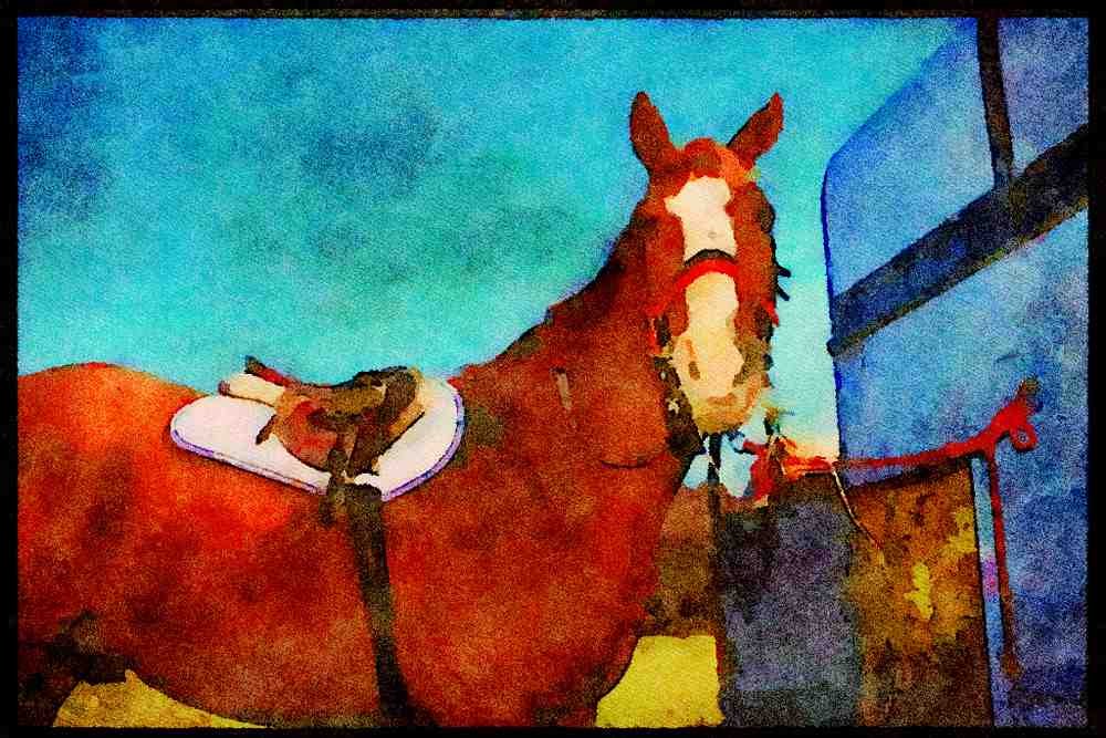 Horse 197057 Hunter (Thoroughbred cross) A4 Limited Edition Watercolour Print
