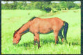 Horse 197058 American Saddlebred A4 Limited Edition Watercolour Print