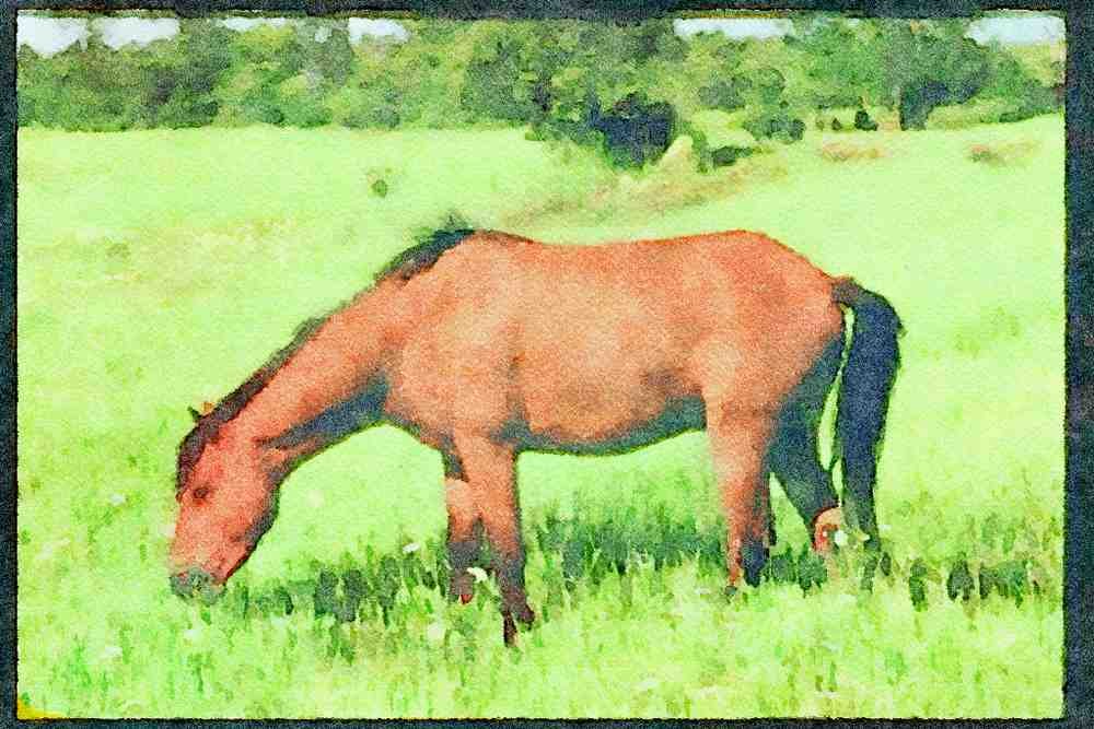 Horse 197058 American Saddlebred A4 Limited Edition Watercolour Print