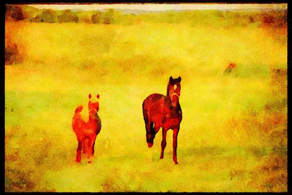 Horse 197067 Farm Horses A4 Limited Edition Watercolour Print