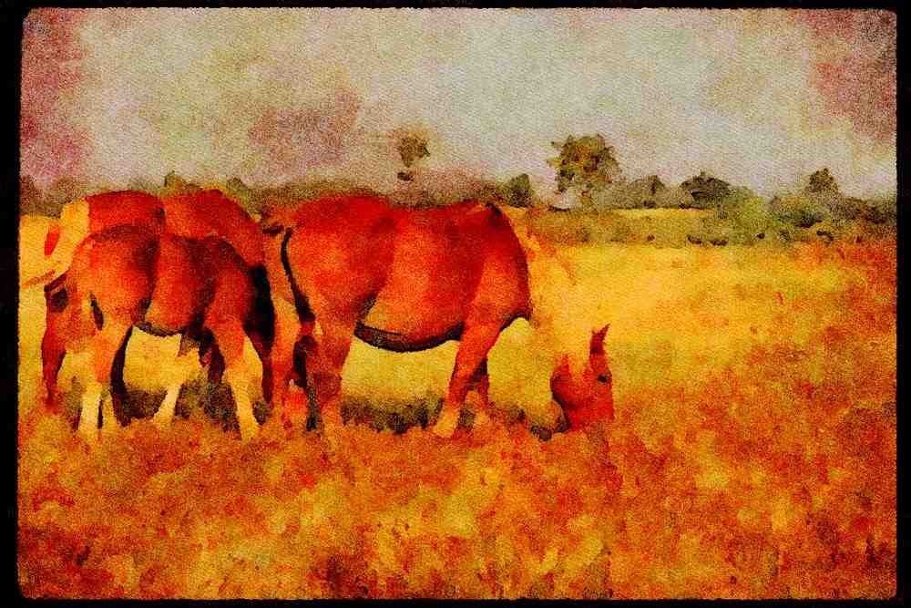 Horse 197071 Palominos A4 Limited Edition Watercolour Print