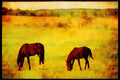 Horse 197074 Belgian Horses A4 Limited Edition Watercolour Print