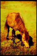 Horse 197080 Wild Horse A4 Limited Edition Watercolour Print