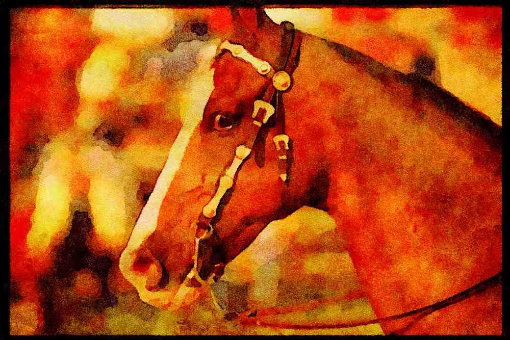 Horse 197082 American Saddlebred A4 Limited Edition Watercolour Print