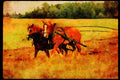 Horse 197084 Working Horses Pulling Plow A4 Limited Edition Watercolour Print