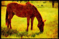 Horse 197085 Thoroughbred cross A4 Limited Edition Watercolour Print