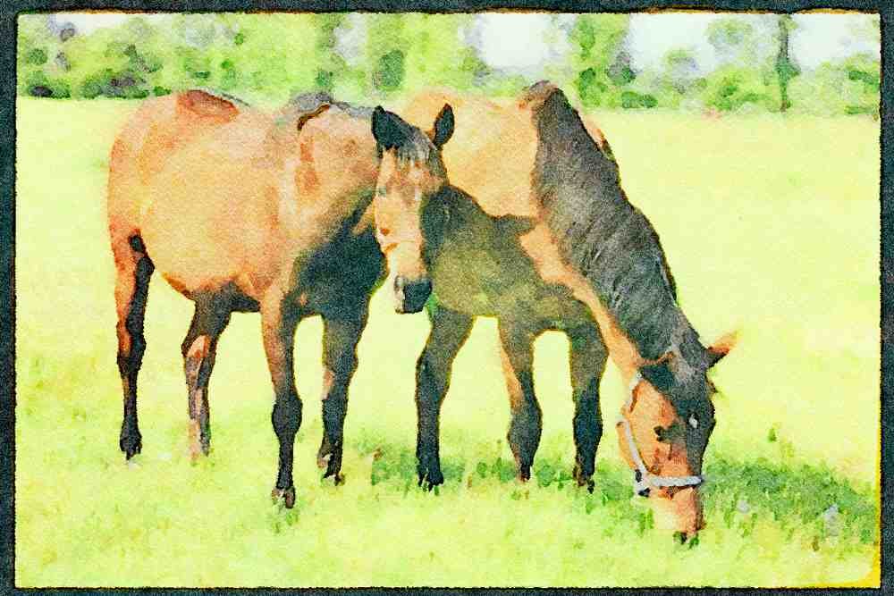 Horse 197087 American Saddlebreds A4 Limited Edition Watercolour Print
