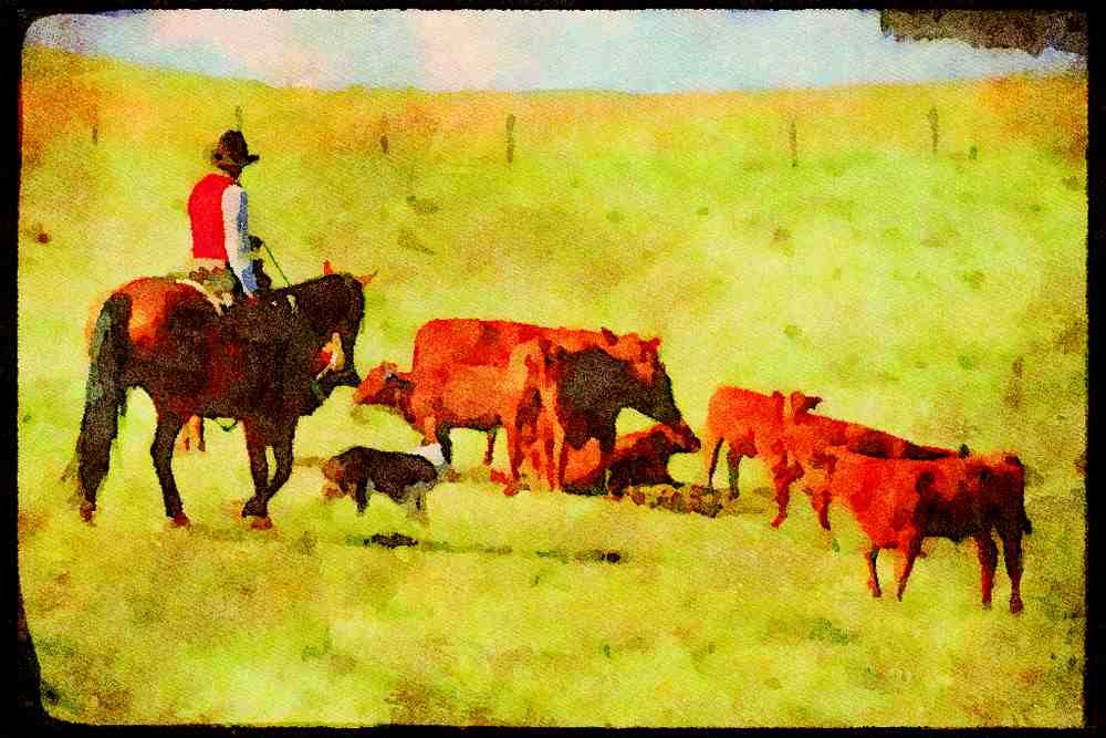 Horse 197095 Working Cattle A4 Limited Edition Watercolour Print