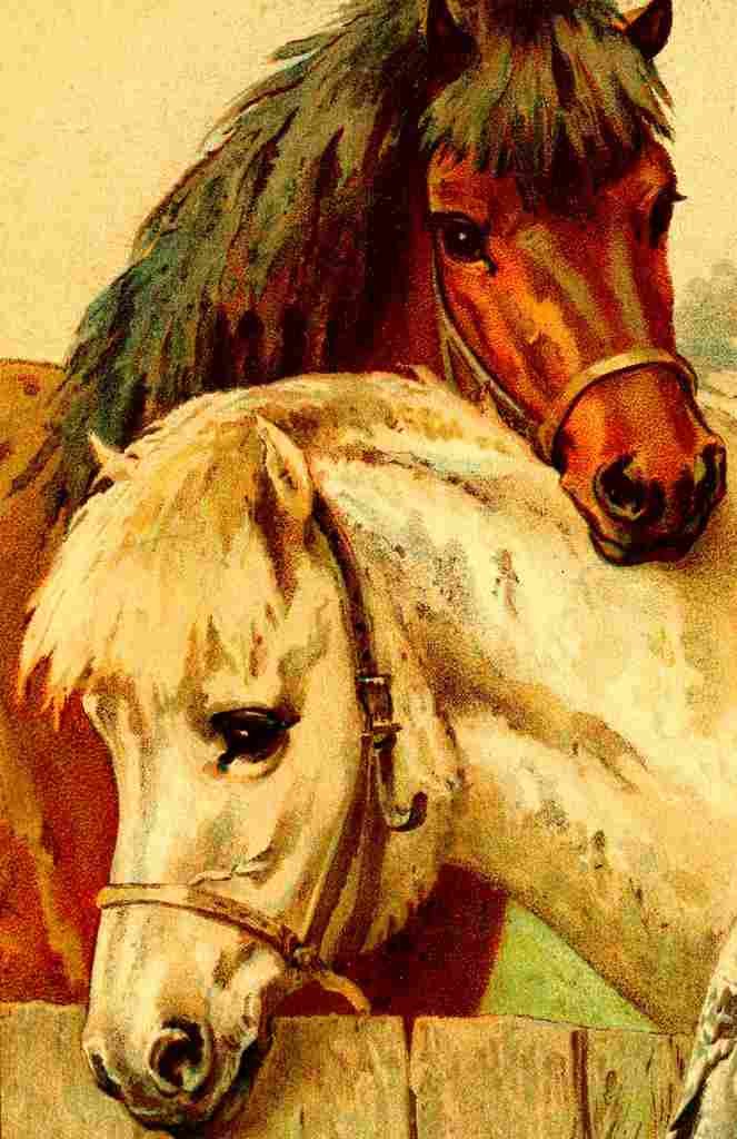 Horse Tails 1924 2 A4 Photo Print