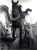 Horses at the Watering Trough A4 Photo Print