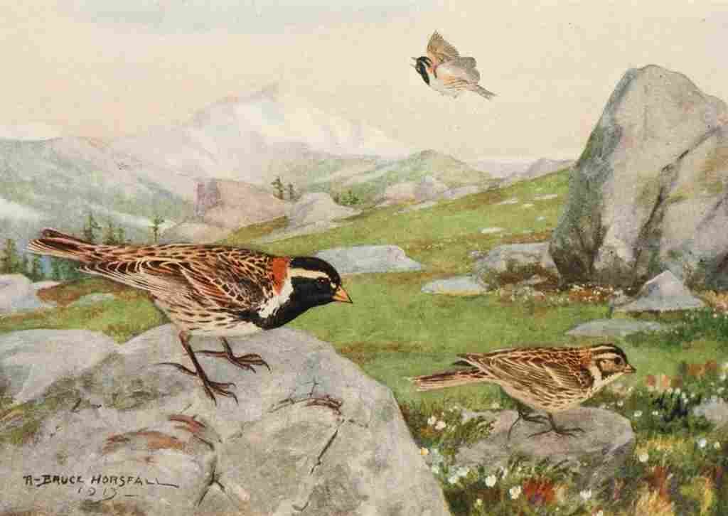 Horsfall 1914 Alaskan Longspur A4 Photo Print
