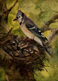 Horsfall 1919 Blue Jay A4 Photo Print