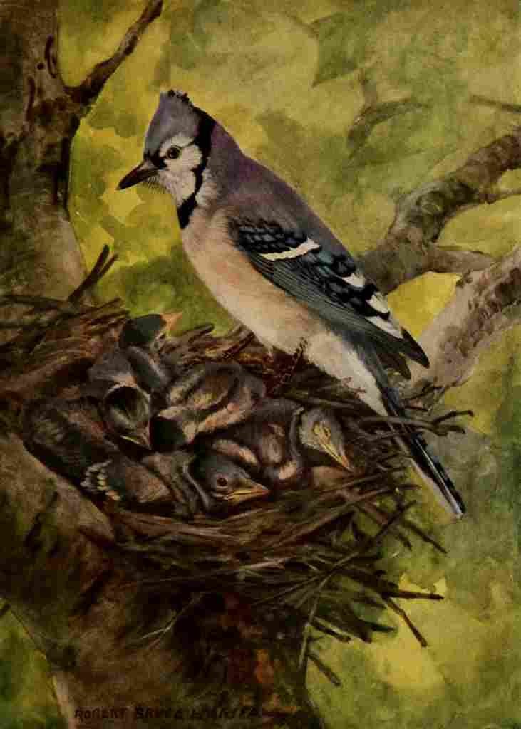 Horsfall 1919 Blue Jay A4 Photo Print