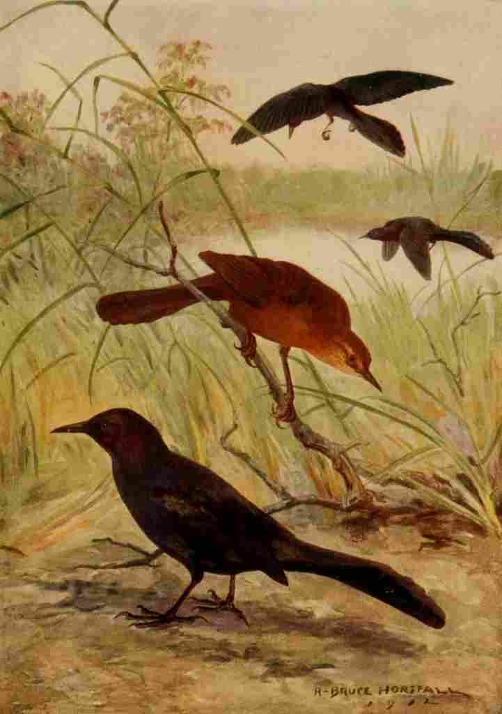Horsfall 1919 Boat tailed Grackle A4 Photo Print
