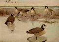 Horsfall 1919 Canada Goose A4 Photo Print