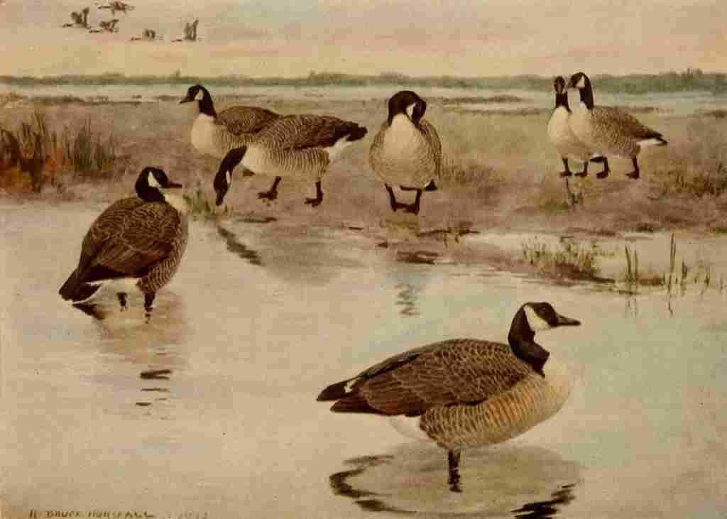 Horsfall 1919 Canada Goose A4 Photo Print