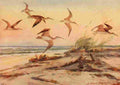 Horsfall 1919 Hudsonian Curlew A4 Photo Print