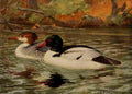 Horsfall 1919 Merganser A4 Photo Print