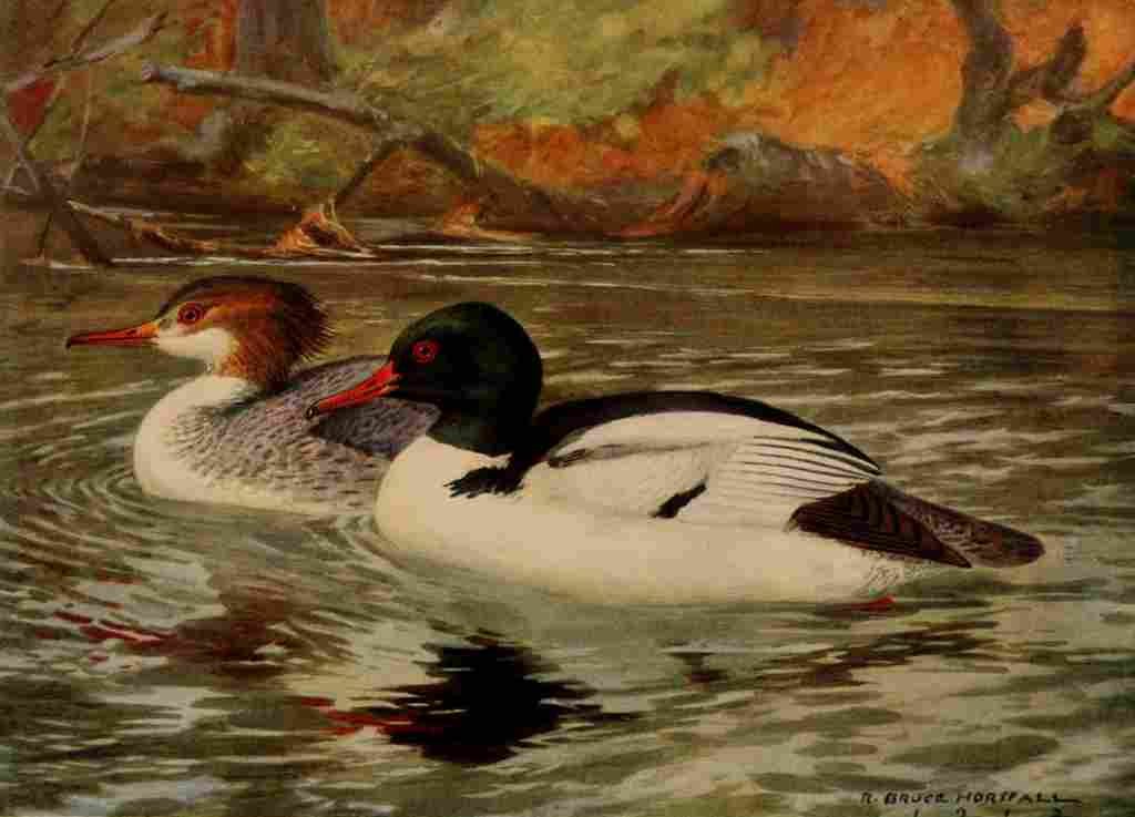 Horsfall 1919 Merganser A4 Photo Print