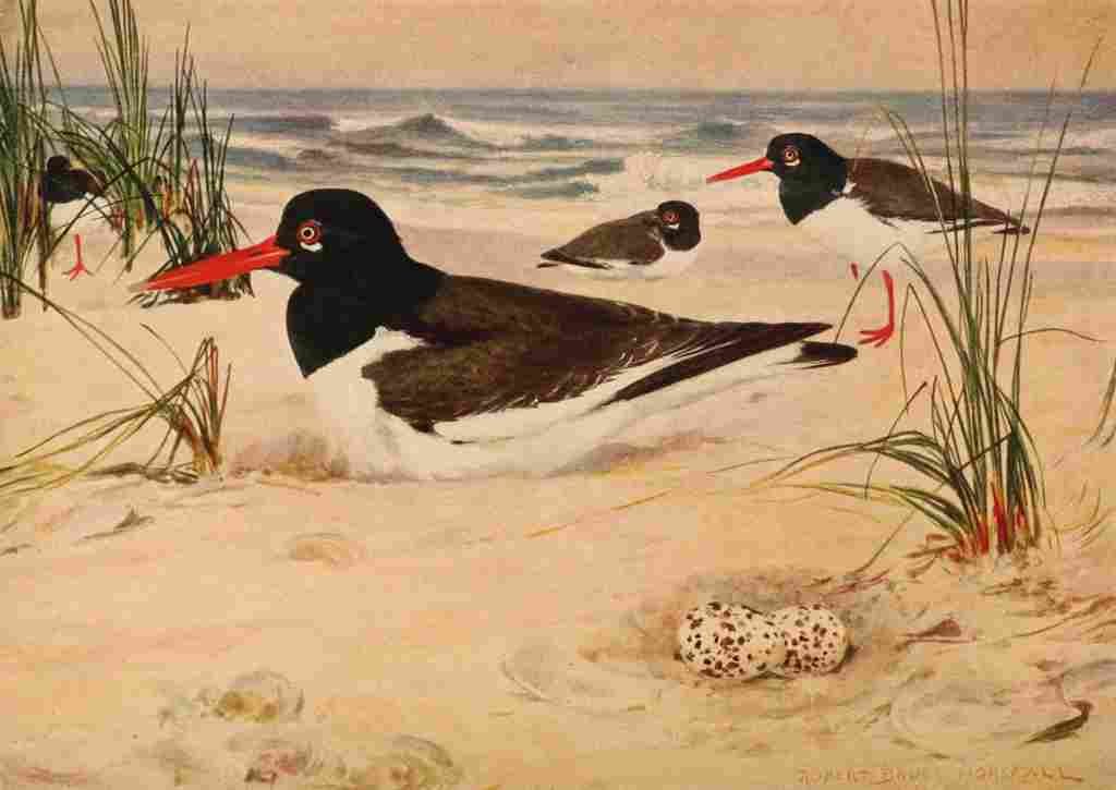 Horsfall 1919 Oyster Catcher A4 Photo Print
