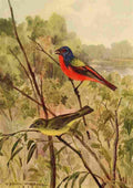 Horsfall 1919 Painted Bunting A4 Photo Print