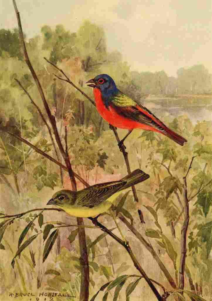 Horsfall 1919 Painted Bunting A4 Photo Print