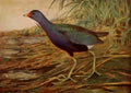 Horsfall 1919 Purple Gallinule A4 Photo Print