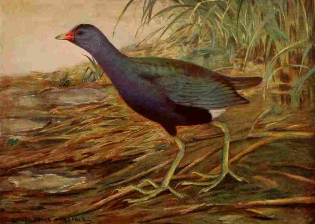 Horsfall 1919 Purple Gallinule A4 Photo Print