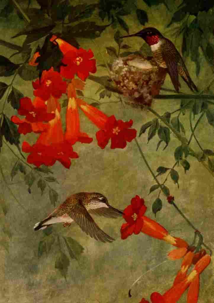 Horsfall 1919 Rby thr Hummingbird A4 Photo Print