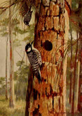 Horsfall 1919 Red Ckdd Woodpecker A4 Photo Print