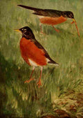Horsfall 1919 Robins A4 Photo Print