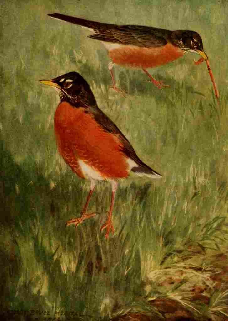 Horsfall 1919 Robins A4 Photo Print