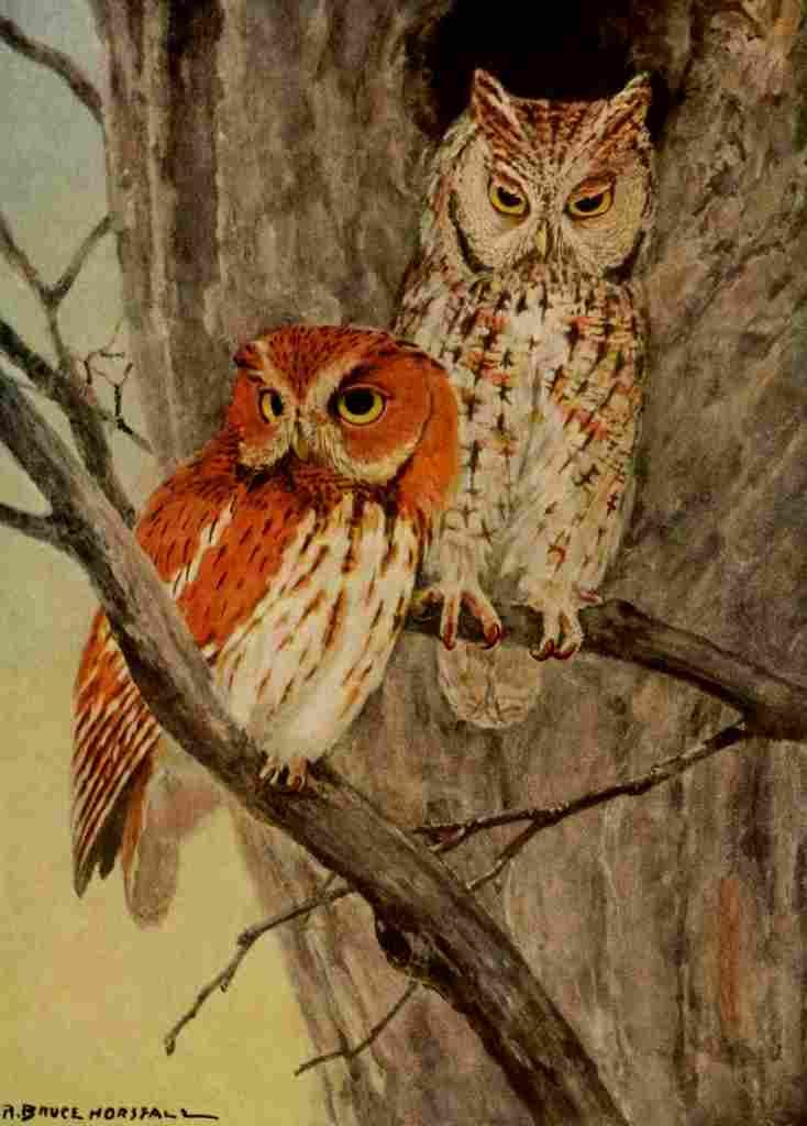 Horsfall 1919 Screech Owl A4 Photo Print