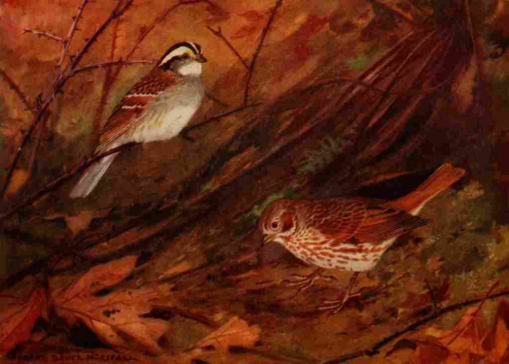 Horsfall 1919 Sparrows A4 Photo Print