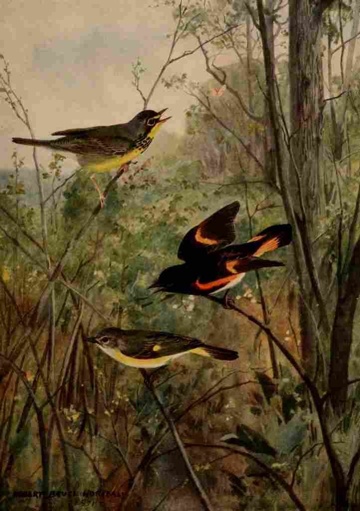 Horsfall 1919 Warbler & Redstart A4 Photo Print