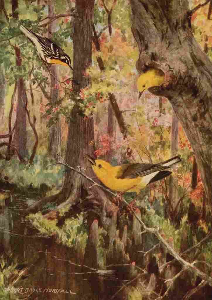 Horsfall 1919 Warblers A4 Photo Print